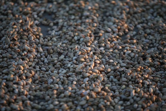 Antep fıstığının dalından baklavaya uzanan serüveni